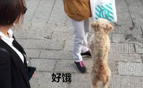 无家可归的狗狗四处寻觅食物,向路人讨要 无家可归的狗狗四处寻觅食物,向路人讨要