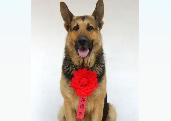 “犬”力以赴,致敬无言战士!