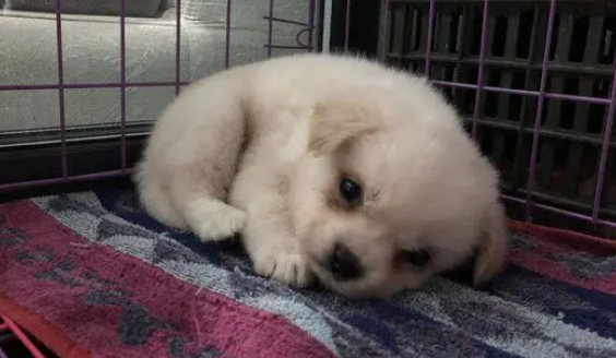 花一千块买只这样的狗狗,你觉得亏不亏? 花一千块买只这样的狗狗,你觉得亏不亏?