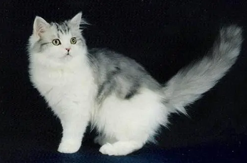怎样判断是不是褴褛猫