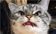 人的眼球被猫抓了怎么办