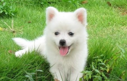 银狐犬种智商有多高