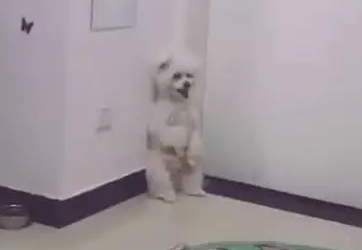 泰迪犯错被罚站，主人不在偷偷蹲下，主人一来立马站好：我没偷懒
