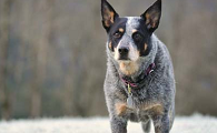 澳洲牧牛犬的价格？一个有多种特性的犬类