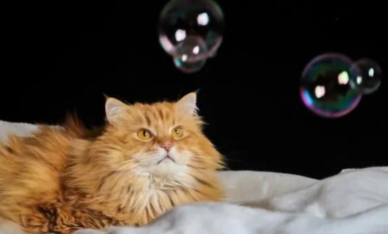 2个月小猫的猫砂使用之旅，如何让它们告别乱尿？