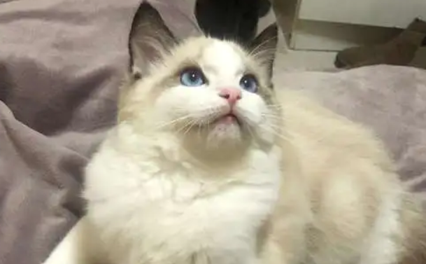 世界上颜值最高的猫 世界上颜值最高的猫