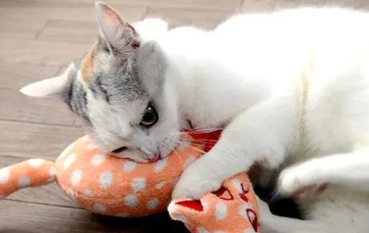 猫用爪子挠你的衣服代表什么 猫用爪子挠你的衣服代表什么