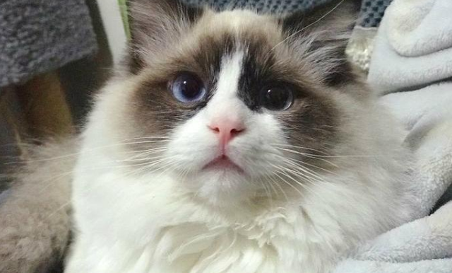 布偶猫溜出家门和流浪猫谈恋爱,主人悲痛欲绝 布偶猫溜出家门和流浪猫谈恋爱,主人悲痛欲绝