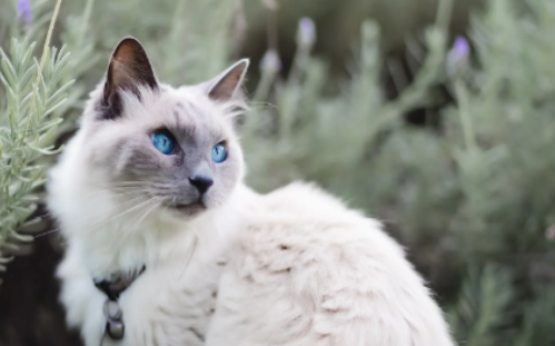 世界上最小的猫有多小