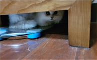 为什么一关灯猫就叫个不停