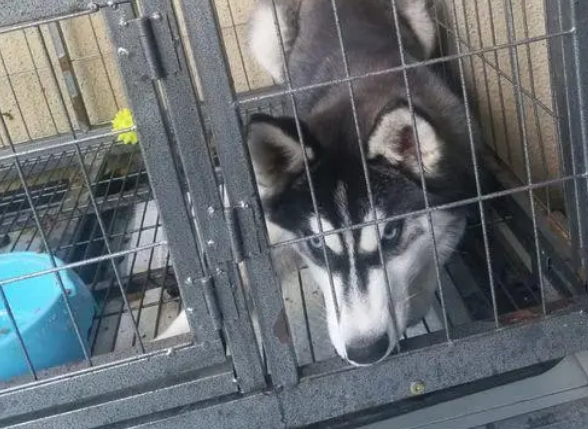 二哈被主人关在笼子里不服气,后来又转变态度求放过 二哈被主人关在笼子里不服气,后来又转变态度求放过