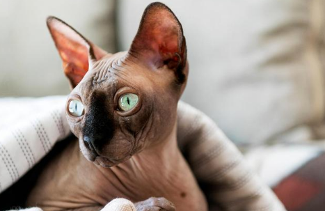 没有毛的猫叫什么品种