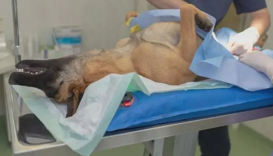 母犬绝育手术价格 母犬绝育手术价格