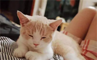 日在无限黄眼睛猫