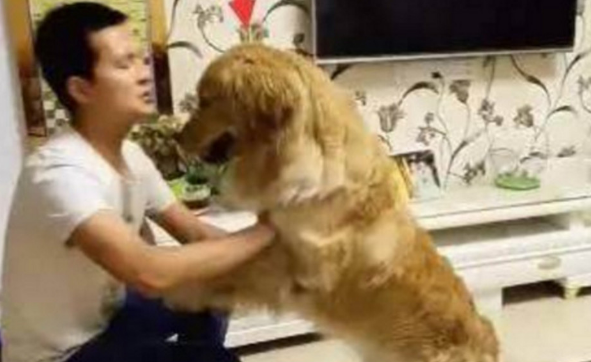 小宝宝被主人体罚,狗狗看不下去了,气得要和主人一绝高下! 小宝宝被主人体罚,狗狗看不下去了,气得要和主人一绝高下!