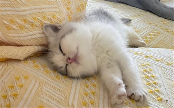 有猫来家里是好还是不好 有猫来家里是好还是不好