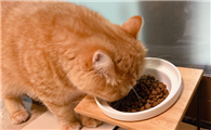 小猫到家正常几天吃东西