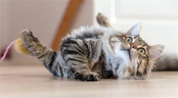 小猫抽搐时该怎么救它 小猫抽搐时该怎么救它
