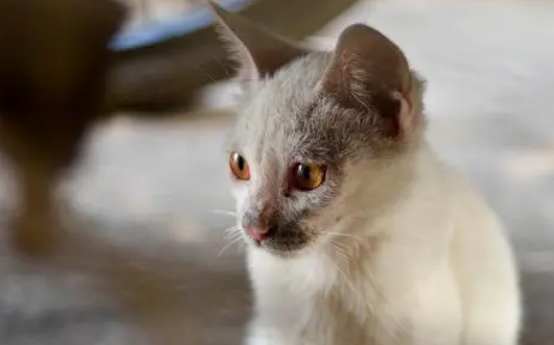 数十只流浪猫如何管理?记者现场调查 数十只流浪猫如何管理?记者现场调查