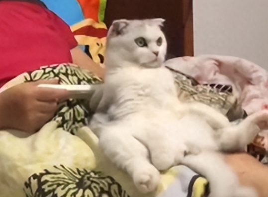 小猫七七和它的奶奶 小猫七七和它的奶奶