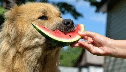 狗能不能吃西瓜 狗能不能吃西瓜