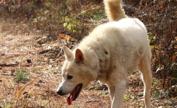 丰山犬的品种优缺点