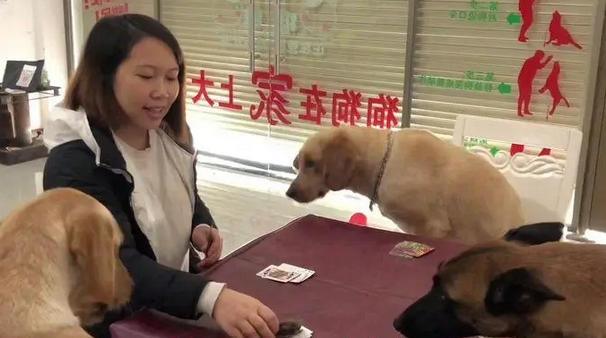 和狗狗打了一晚上扑克了