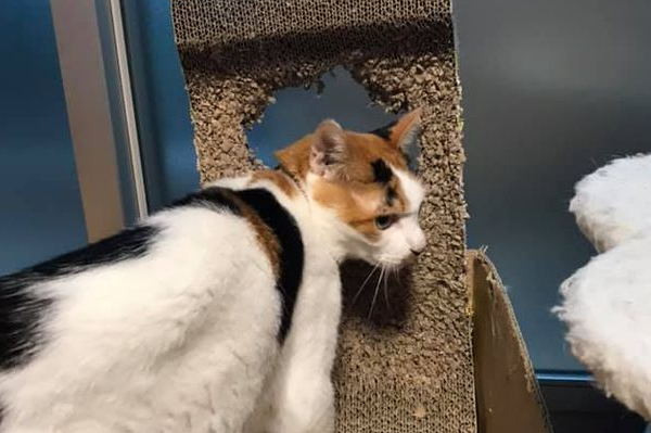 买了块猫抓板,仅仅2天时间,就变成下面这样,我很绝望 买了块猫抓板,仅仅2天时间,就变成下面这样,我很绝望