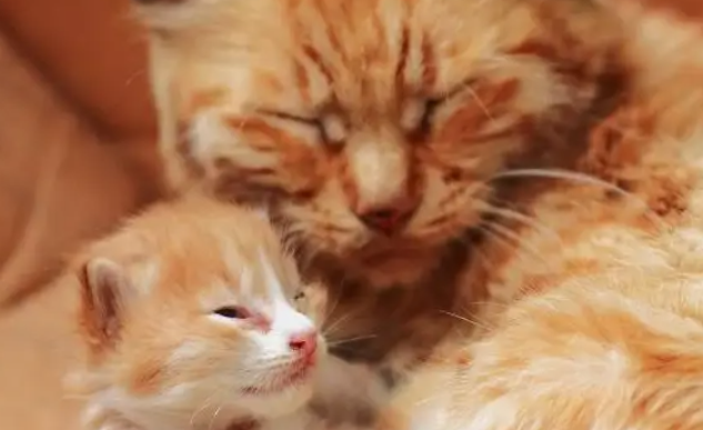 你家喵主子捉老鼠养你，你感动吗？猫咪：刚抓的，快趁热吃吧！