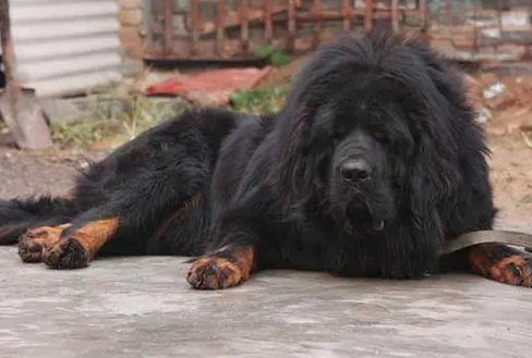 藏獒最怕什么狗 藏獒最怕什么狗