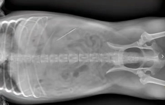 泰迪犬误食缝衣针 医生成功将缝衣针取出 泰迪犬误食缝衣针 医生成功将缝衣针取出