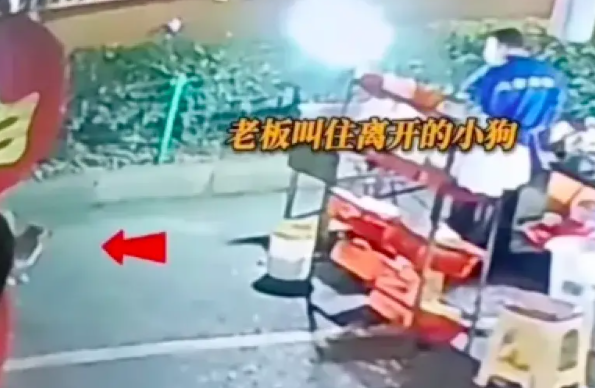 烧烤店用食物引诱流浪狗,然后用热油淋它身上,事后只被批评教育 烧烤店用食物引诱流浪狗,然后用热油淋它身上,事后只被批评教育