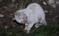 什么能毒死野猫