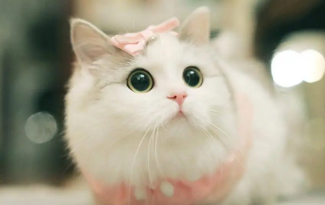 猫语翻译器在线使用 猫语翻译器在线使用