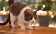 母猫产后抑郁吃什么药