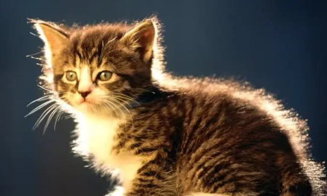 猫在和主人玩为什么总是咬呢 猫在和主人玩为什么总是咬呢
