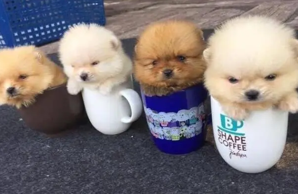 天津茶杯犬多少钱一只 天津茶杯犬多少钱一只