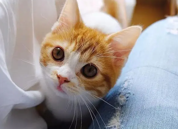 小猫体质 越感到被爱越听话