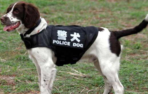 英国名犬史宾格缉毒犬