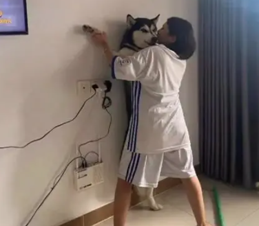 主人的奇葩教训，让闯祸的哈士奇吓坏了，二哈：我不干净了