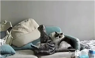 “猫咪极速杀手”肥厚型心肌病，一爪子就让主人崩溃了