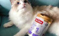 生完猫吃什么奶粉比较好
