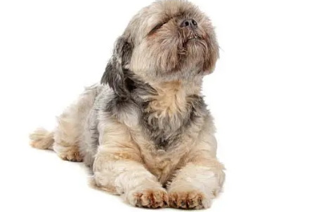 为什么拉萨犬很少见了