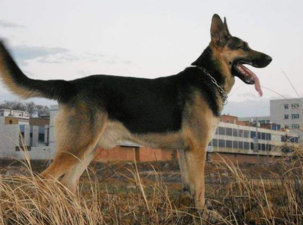 昆明狼犬图片价格