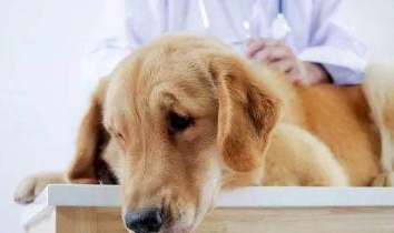 狗眼睛边长黑色肉瘤手术费