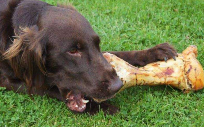 骨头在狗胃里多久消化