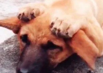 狗狗看见我耳朵向后倒 狗狗看见我耳朵向后倒