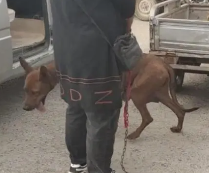 面对狗肉笼，看家犬不断挣扎，而它的反抗也顺利让主人回心转意