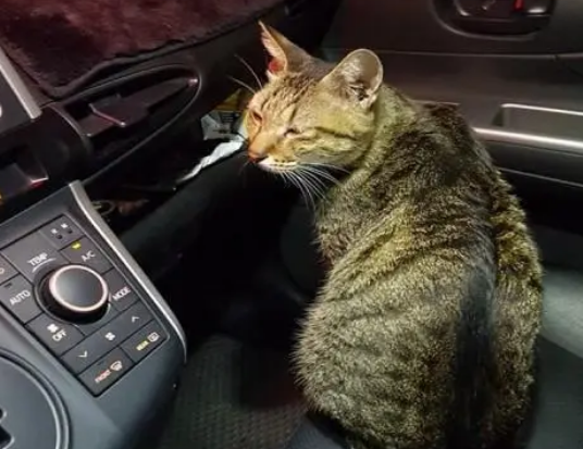 司机把车打造成猫咪主题,成功吸引客人,还被流浪猫围观 司机把车打造成猫咪主题,成功吸引客人,还被流浪猫围观