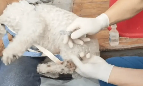 疑似走失的比熊犬,受伤之后主动登门求助,送医后才发现狗狗受伤的腿竟已长蛆 疑似走失的比熊犬,受伤之后主动登门求助,送医后才发现狗狗受伤的腿竟已长蛆